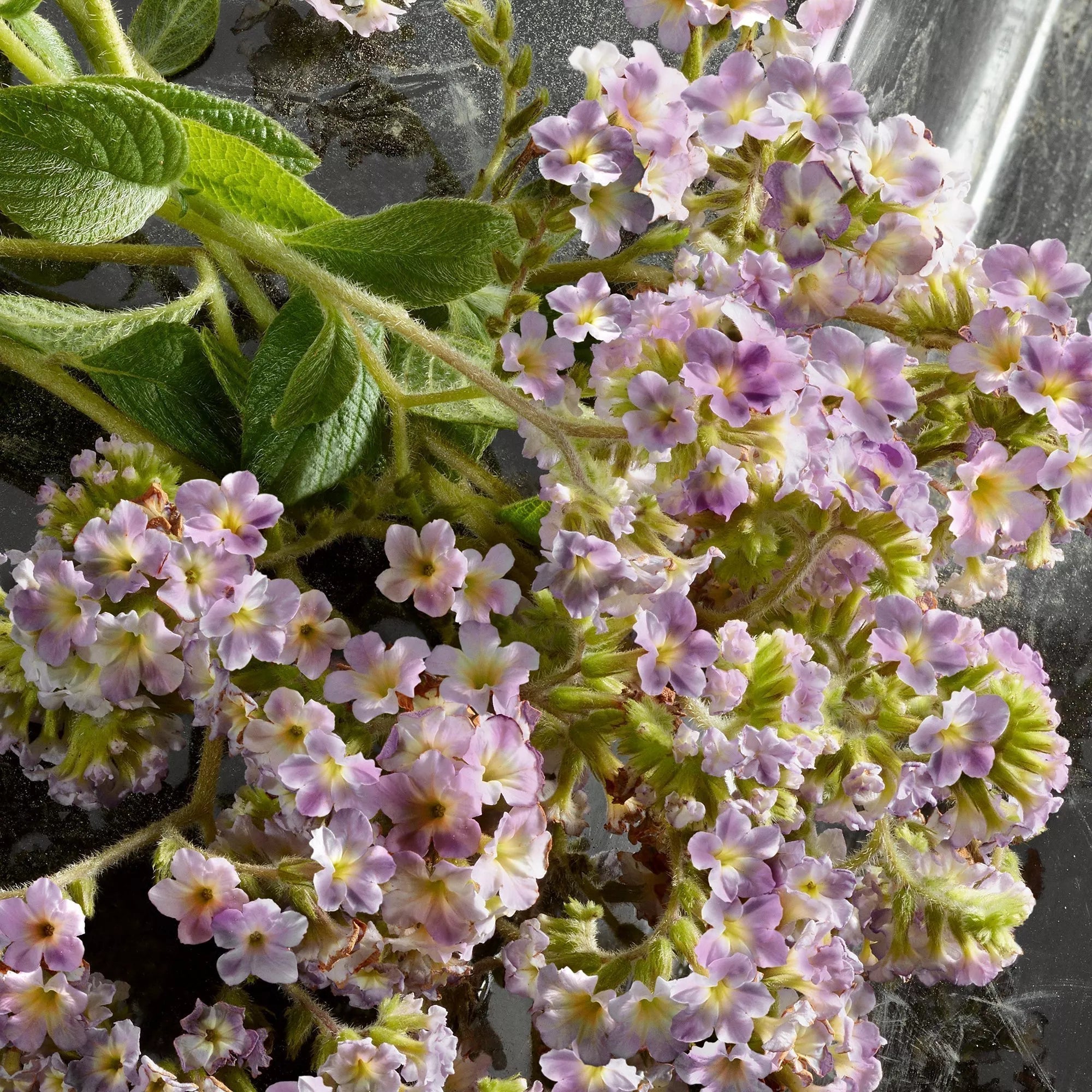 Perfume Dolce&Gabbana Q Intense EDP (W) / 100 ml - 6 - Privé Perfumes Honduras