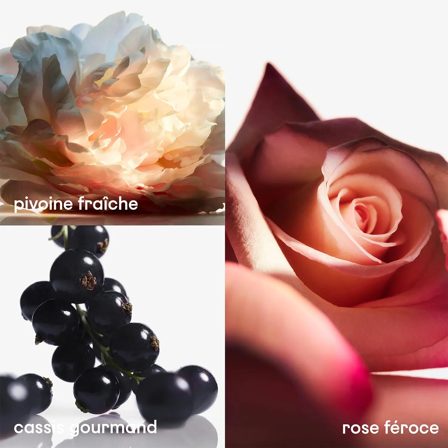 Perfume Paco Rabanne Olympea Flora EDP (W) / 50 ml - 3 - Privé Perfumes Honduras